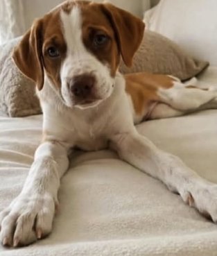 , Perro desaparecido