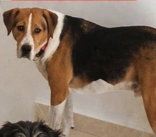 Tigre, Perro desaparecido