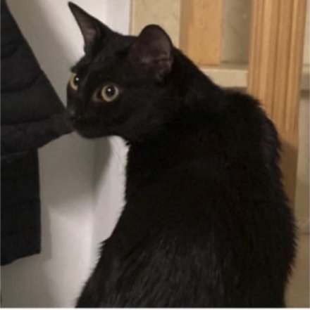 Floki, Gato desaparecido