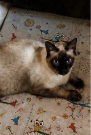 Miki, Gato desaparecido